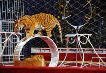 Basta animali nei circhi, arriva il primo sì del Senato alla Legge-delega per il “graduale superamento dell’uso degli animali”