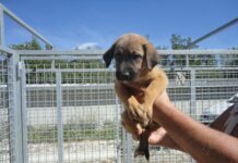 Ridurre la Tari a chi adotta un randagio, la proposta del consigliere D’Asta in un odg