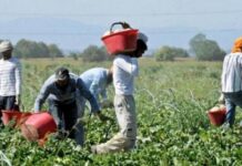 Avviso pubblico per attività a sostegno di dieci soggetti vittime di caporalato