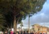 Piantumati 30 alberi d’ulivo in via Australia, l’assessore D’Asta: “Un segnale importante”