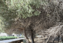 Il taglio dei pini lungo il primo tratto della Ragusa mare, ecco la relazione tecnico agronomica che ha determinato l’intervento